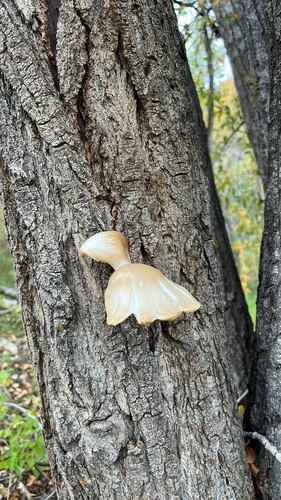 aspen oyster mushroom