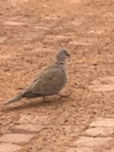 Eurasian Collared-Dove