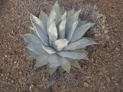 Agave vizcainoensis