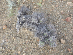 Corynopuntia invicta