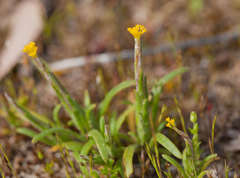Podotheca angustifolia