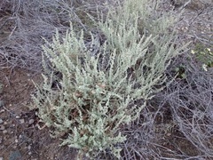 Atriplex julacea