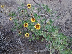 Encelia palmeri