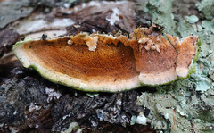 Steccherinum bourdotii