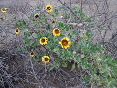 Encelia palmeri