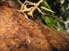 Traginops orientalis