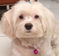 Canis familiaris
