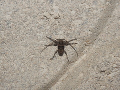 Lagocheirus araneiformis