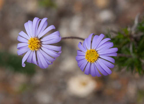 Image of Olearia ciliata by (c) Chris Clarke, some rights reserved (CC BY)