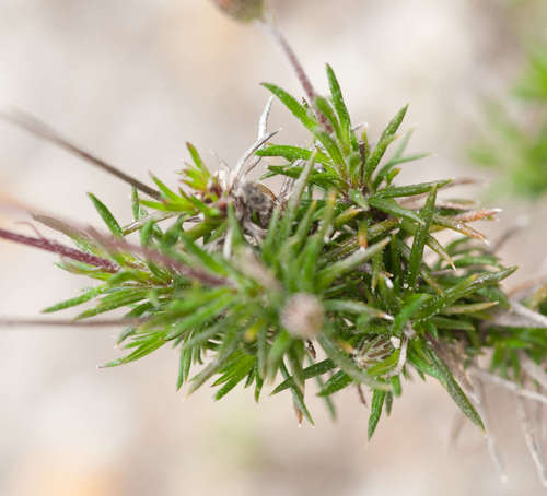 Image of Olearia ciliata by (c) Chris Clarke, some rights reserved (CC BY)
