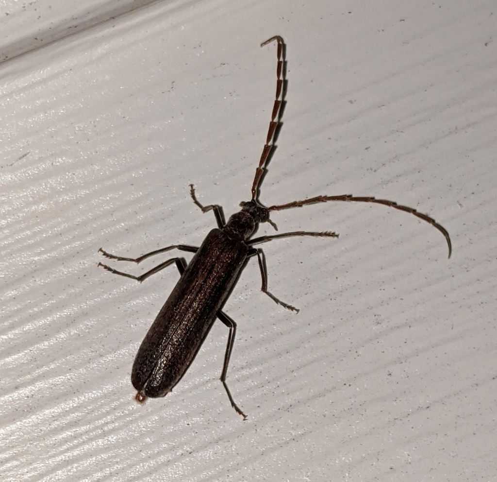 Angled False Blister Beetle