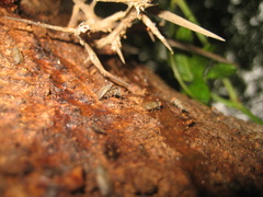 Traginops orientalis