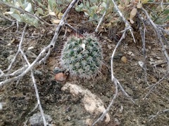Mammillaria hutchisoniana louisae