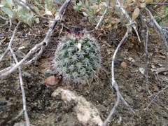 Mammillaria hutchisoniana louisae