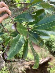 Ilex anomala