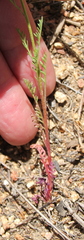 Gilia capitata abrotanifolia