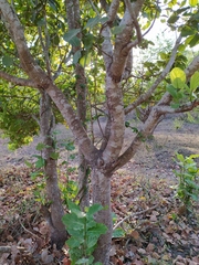 Coccoloba barbadensis