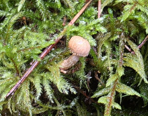Earthy Powdercap