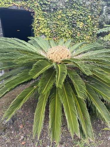 Cycas revoluta observed 2026-10-01