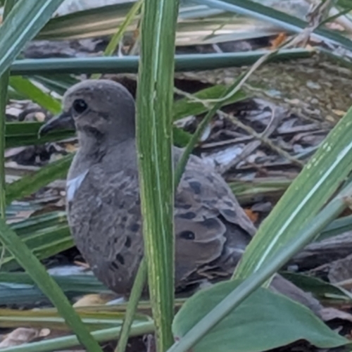 Mourning Dove