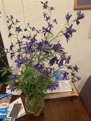 Delphinium trolliifolium