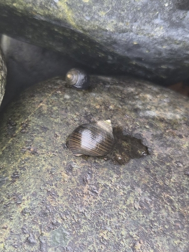 Common Periwinkle