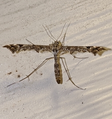 Amblyptilia pica