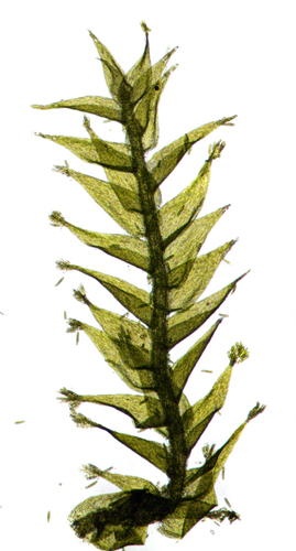 Plagiothecium latebricola observed 2026-10-11
