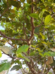 Coccoloba barbadensis