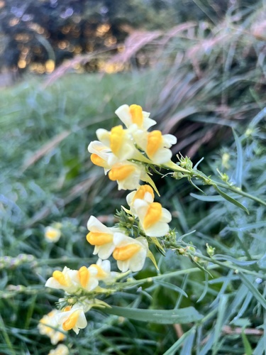 common toadflax