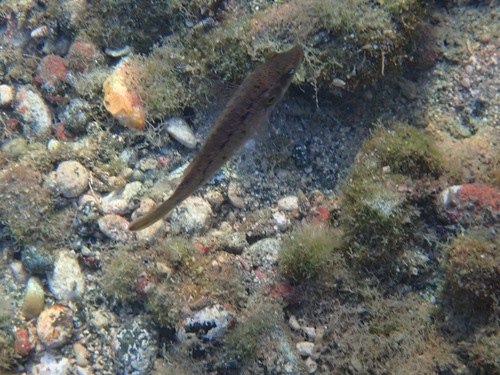 Pteragogus observed 2026-10-10
