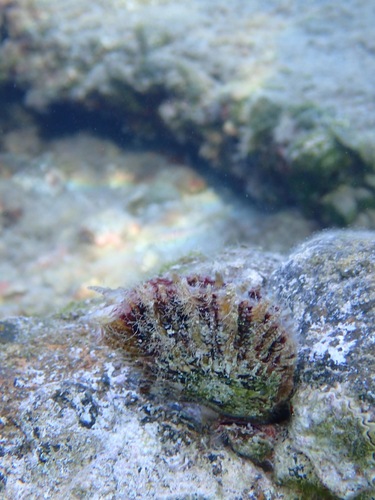 Pinctada imbricata, 2026-10-10