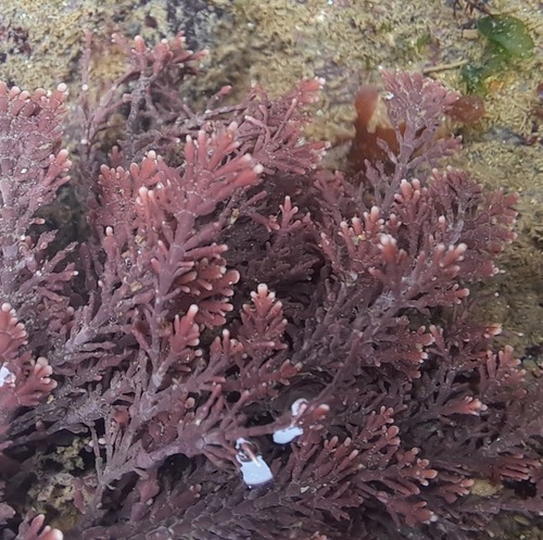 Corallina officinalis observed 2026-10-11