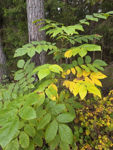 Manchurian walnut