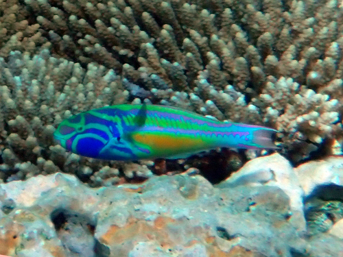 Thalassoma quinquevittatum observed 2026-10-10