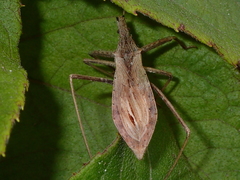Stenopoda