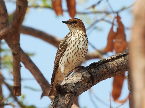 iNaturalist image
