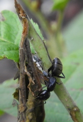 Camponotus saxatilis