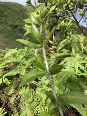 Alyxia stellata