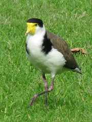 Vanellus miles novaehollandiae