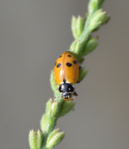 Variegated Lady Beetle