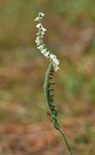Autumn Ladies' Tresses