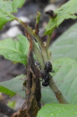 Camponotus saxatilis