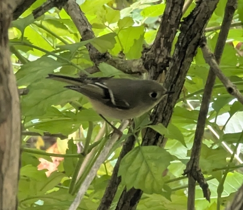 Ruby-crowned Kinglet