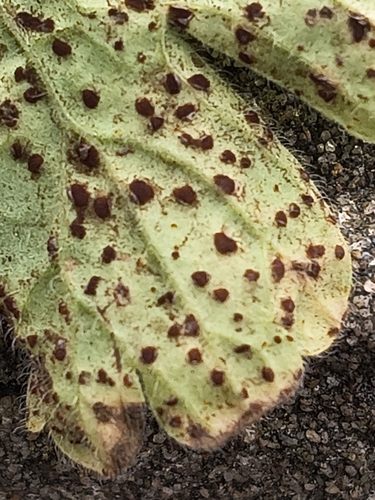 Uromyces geranii, 2026-10-11