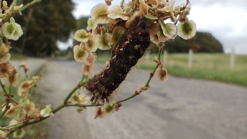 Knot Grass Moth