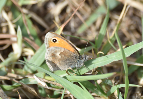 Small Heath