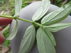 Euphorbia hirta image