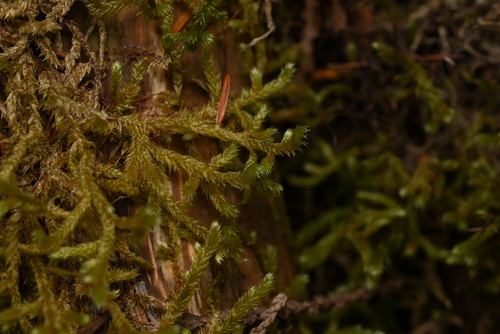 Antitrichia curtipendula observed 2026-10-06