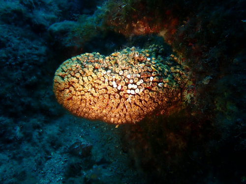 Cushion Coral